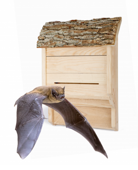 Bat nest